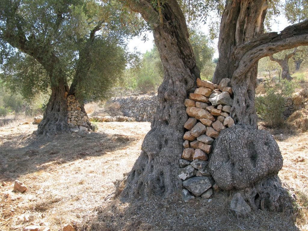 The Nest - A Romantic Vacation Home In Ein Kerem - Иерусалим Экстерьер фото